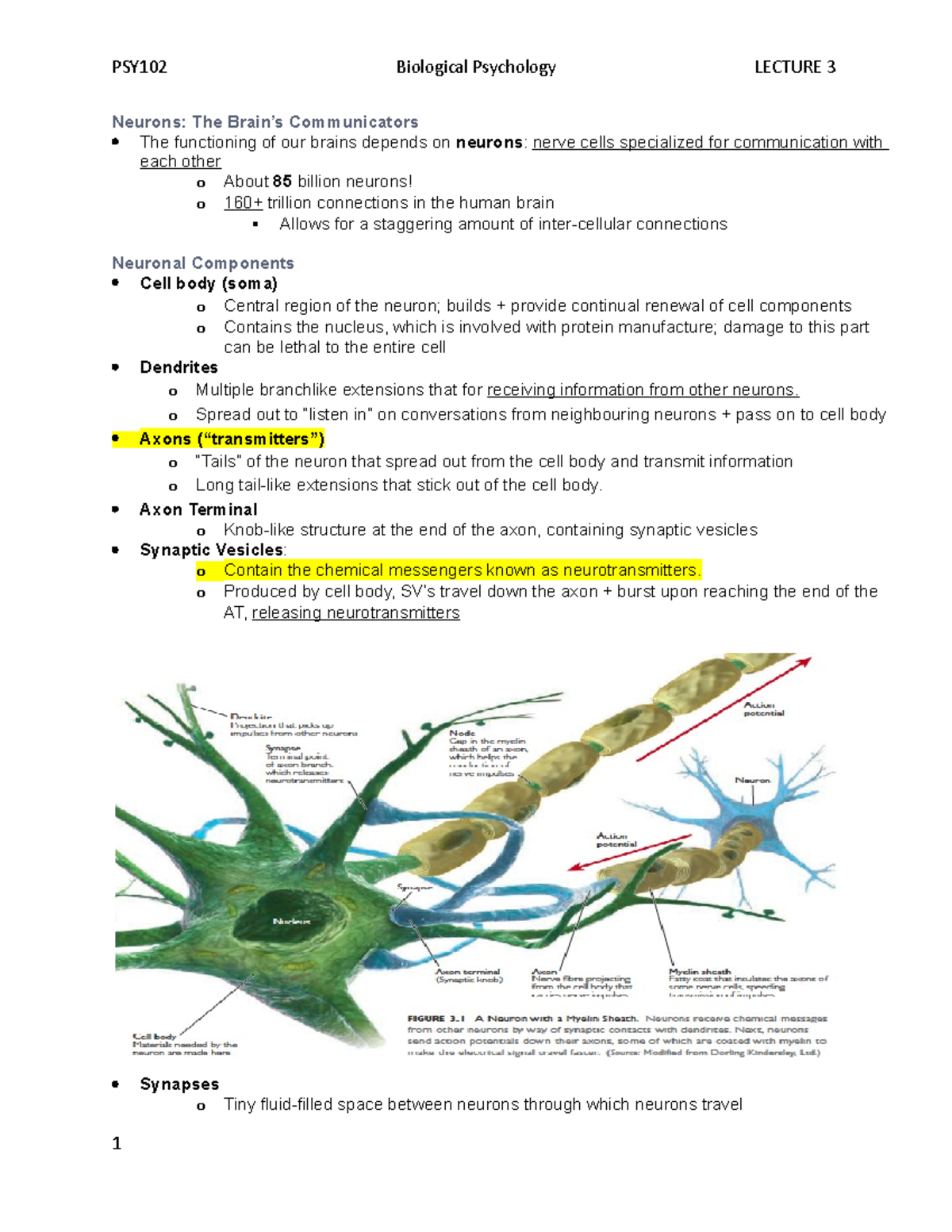 Chapter 3 - Intro to psych lecture 3 notes - Neurons: The Brain’s ...