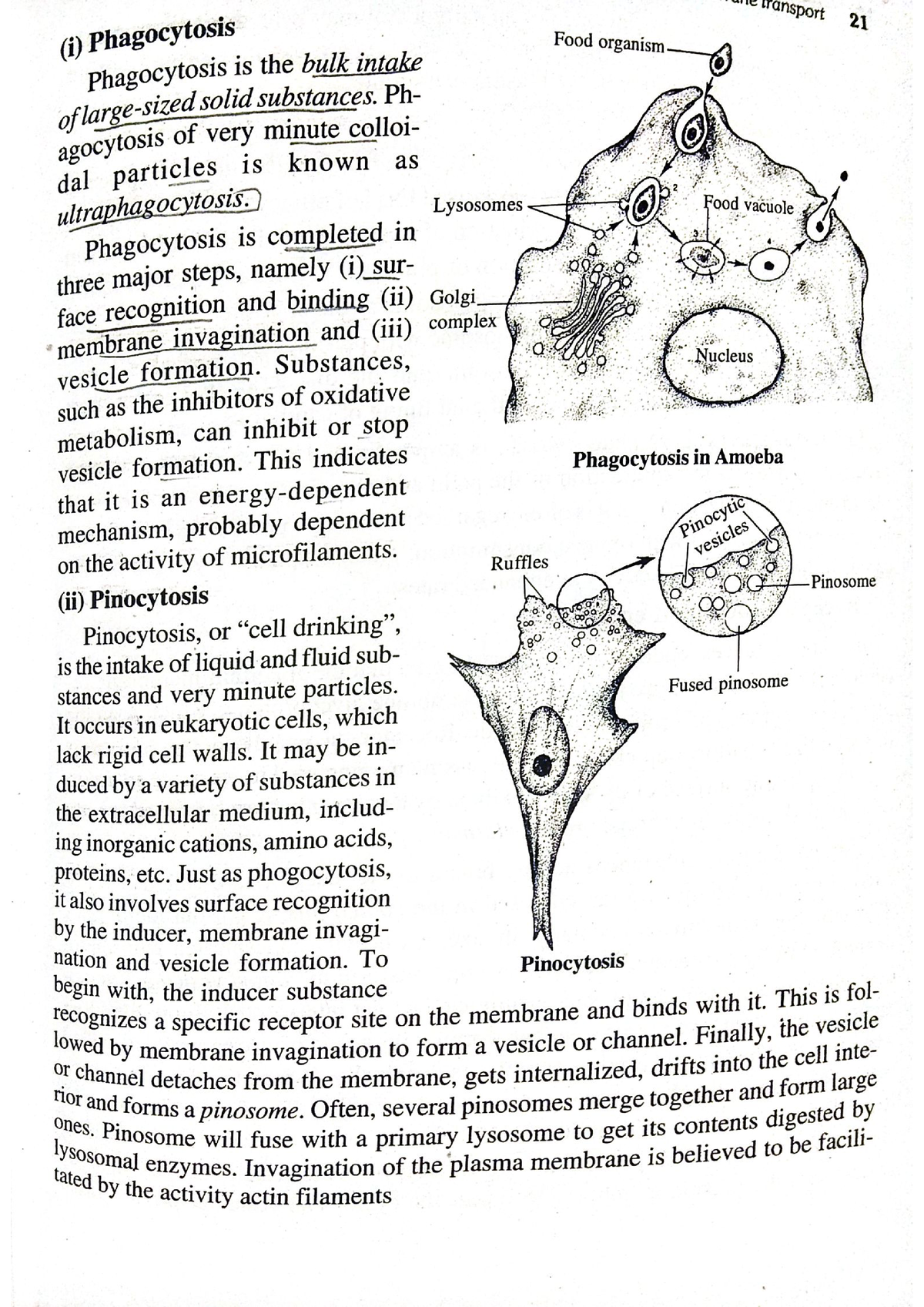 Complementary zoology - Bsc botony - Studocu