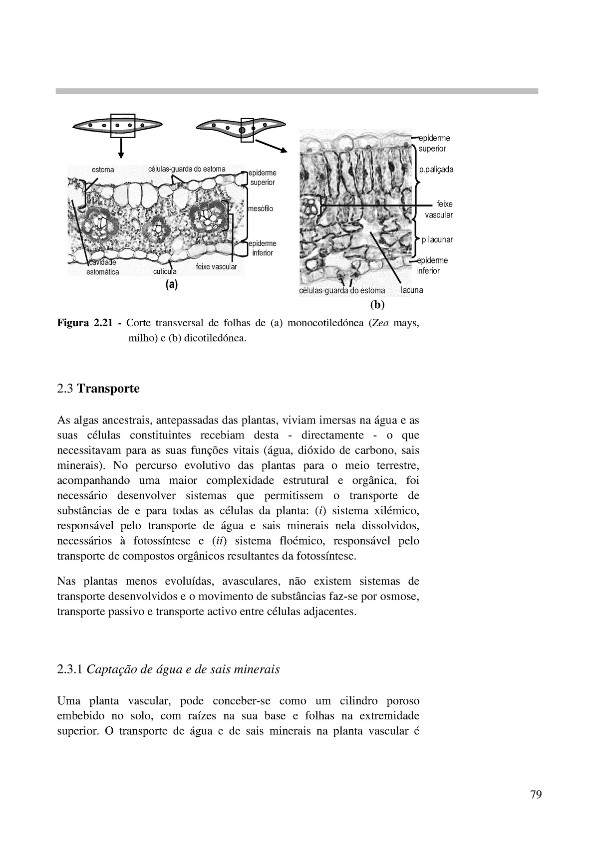 Parte 4 Apontamentos Figura 2 Corte Transversal De Folhas De A Monocotiledónea Zea 1480
