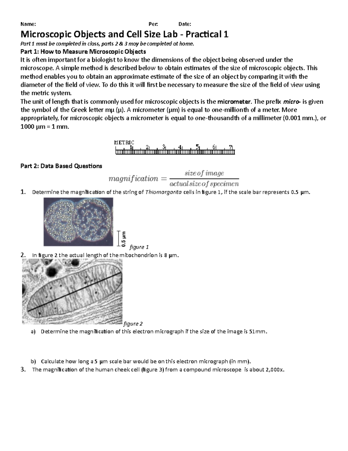Magnification Activity Name Per Date Microscopic Objects and Cell