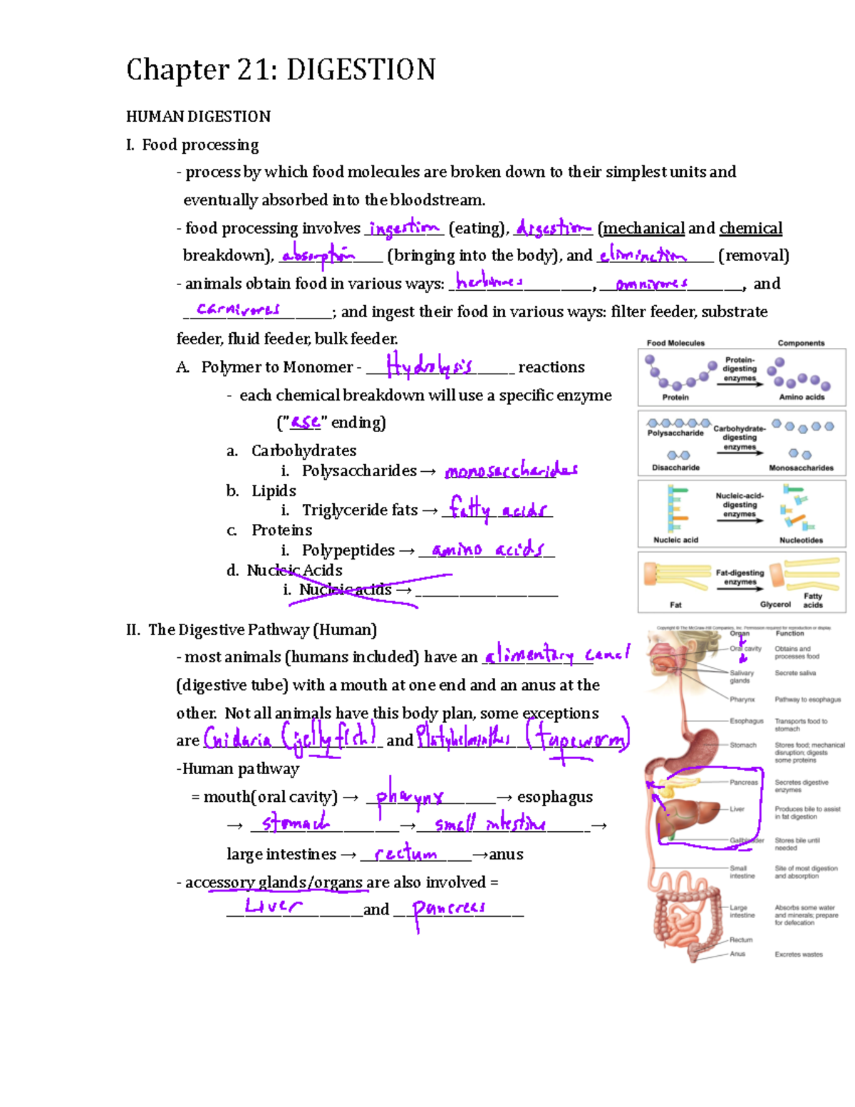 1.4 Digestion Notes complete - Chapter 21 : DIGESTION HUMAN DIGESTION I ...