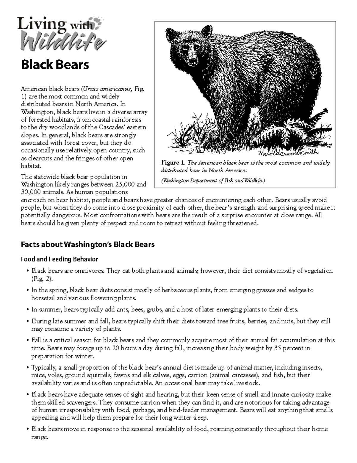 Bear Black Bears American black bears (Ursus americanus, Fig. 1) are
