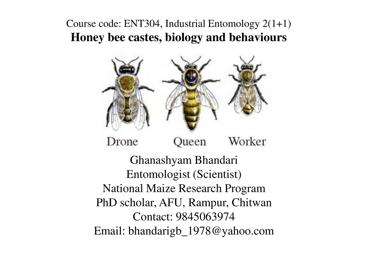 Lecture 6 Honey Bee Castes Biology And Behaviours Course Code Ent304 Industrial Entomology 5475