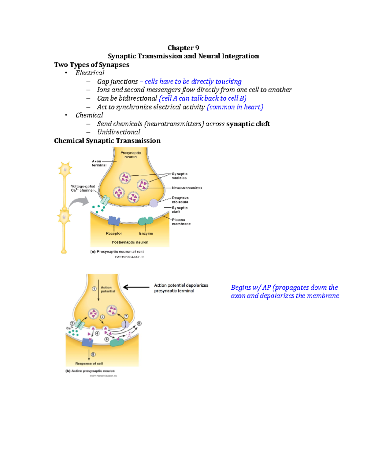 Chapter 9 - Crousillac - Chapter 9 Synaptic Transmission and Neural ...
