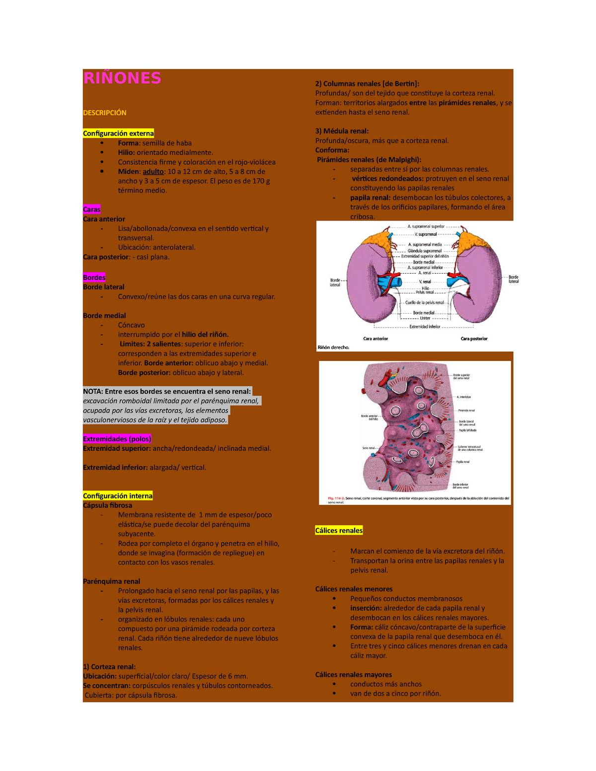 Ri Ones Apuntes De Anatomia Para Estudiantes De Primer A O De