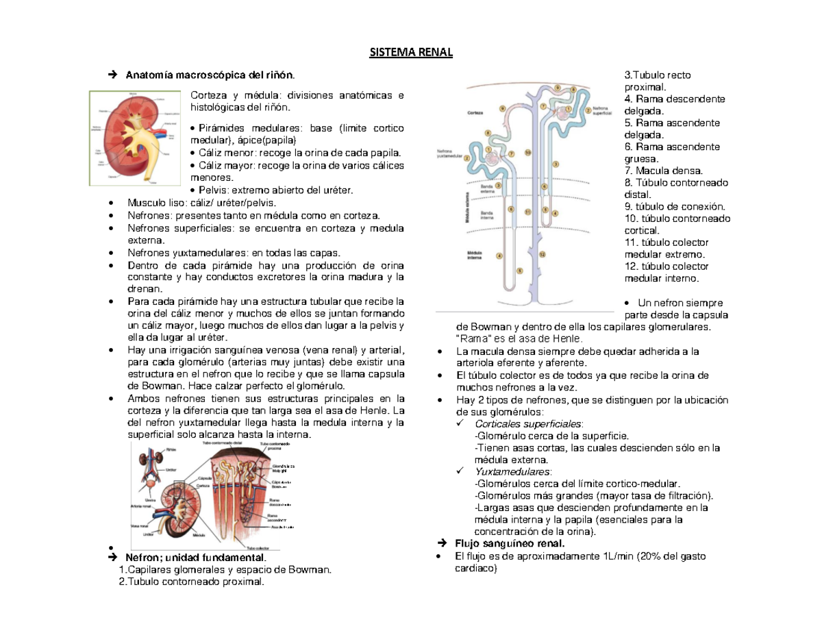 Sistema Renal Sistema Renal Anatomía Macroscópica Del Riñón Corteza