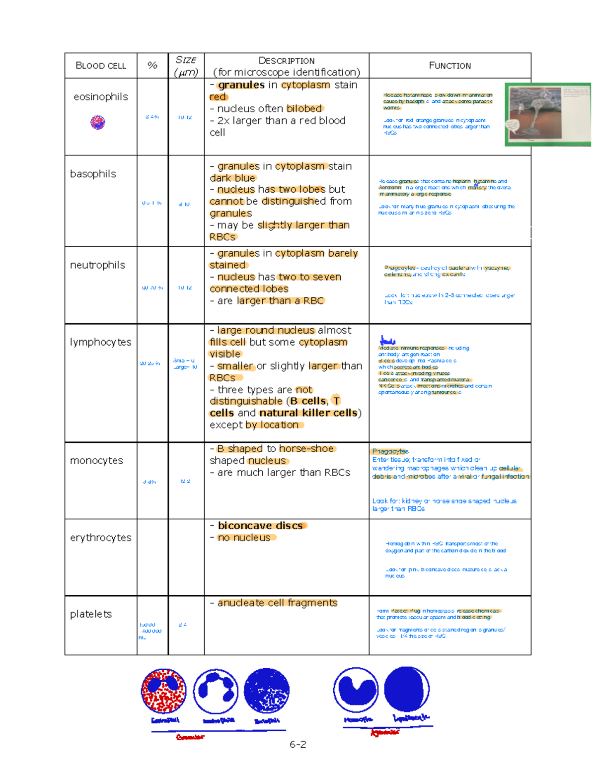 LAB 6 - Blood Cells - Lab 6 - Answer key - 6- BLOOD CELL % SIZE ( μm ...