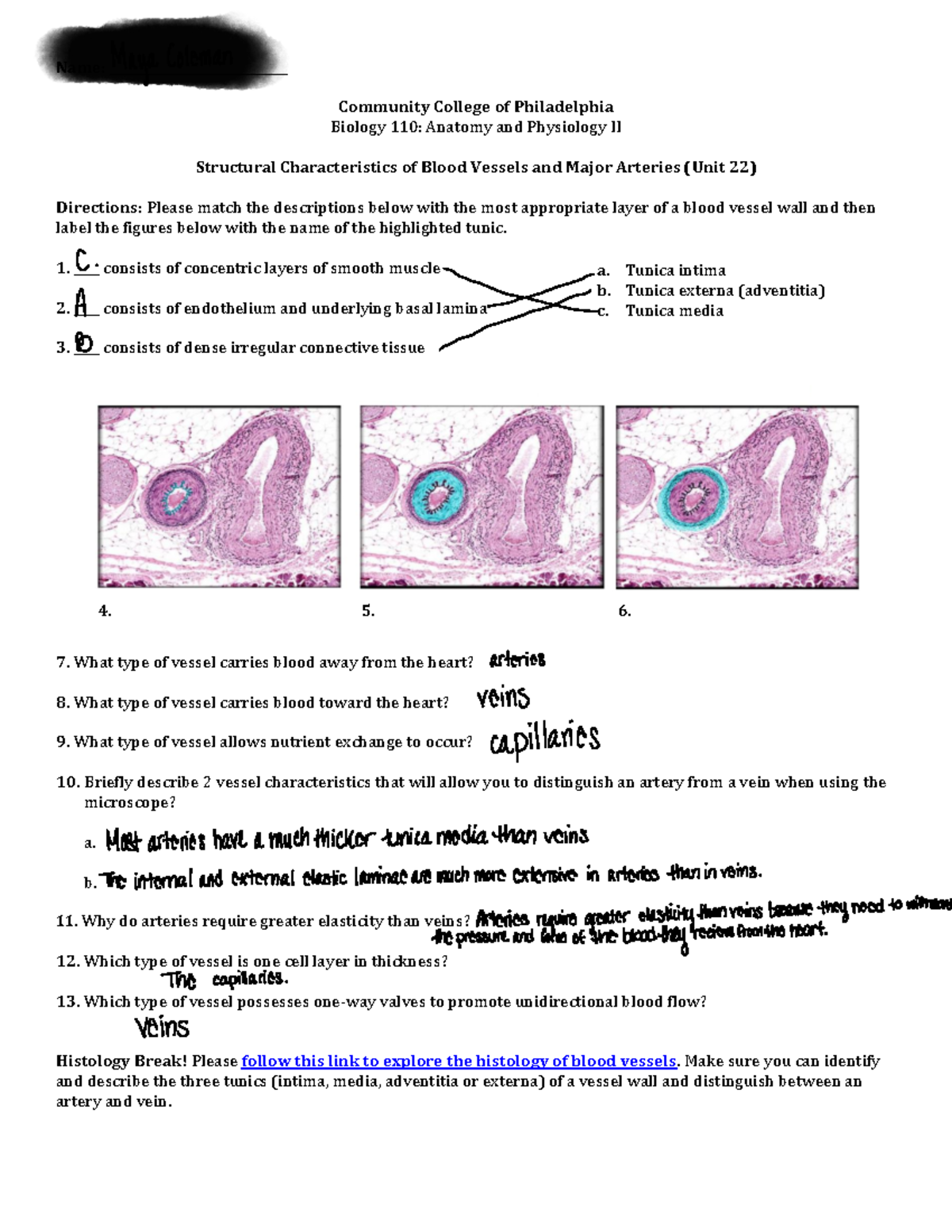 Bio+110+Online+Blood+Vessel+Structure%2C+Function+and+Circulation.pdf ...