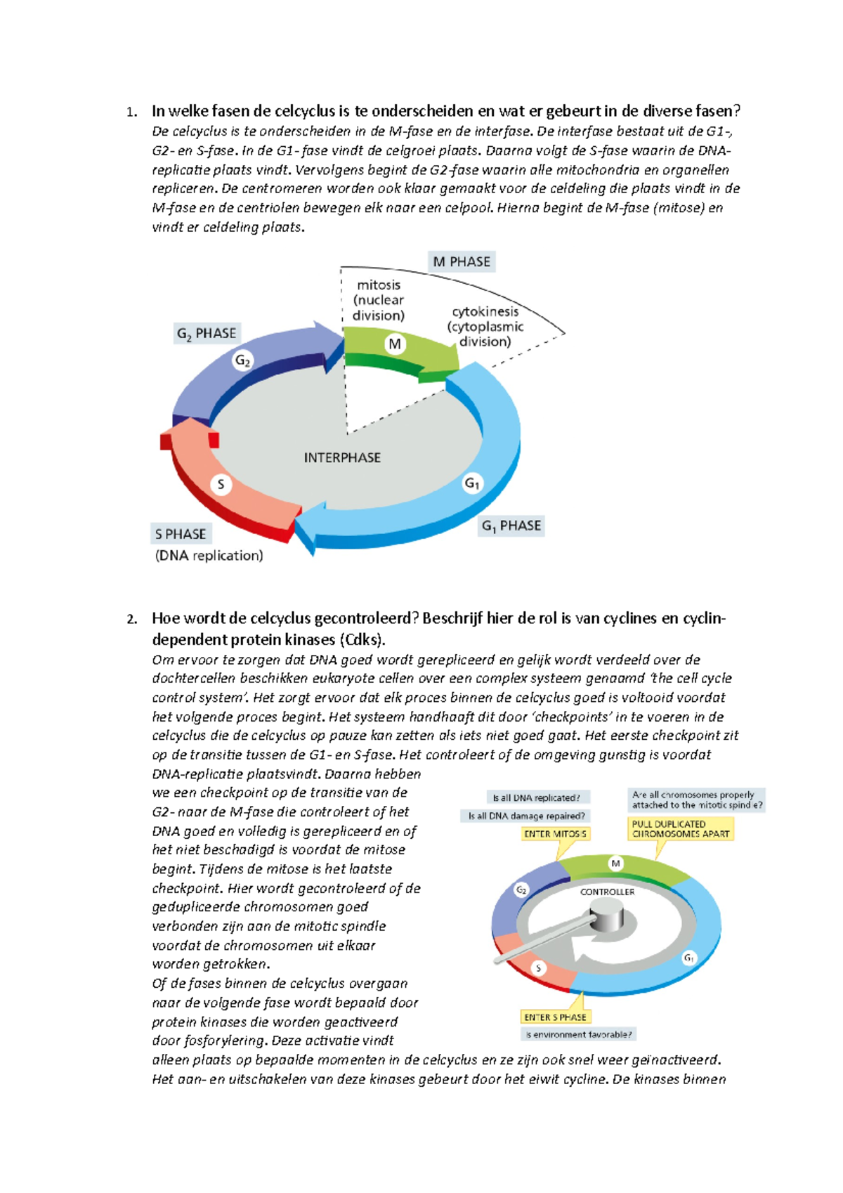 De Celcyclus Controle 1A Celbiologie-2 - 1. In Welke Fasen De Celcyclus ...