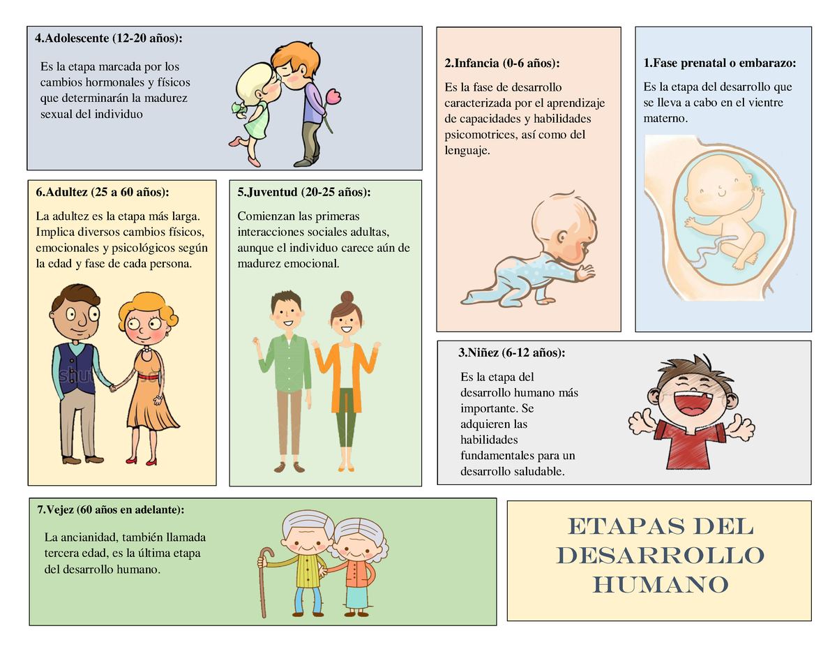 Infografia De Desarrollo Humano 1 Prenatal O Embarazo Es La Etapa Del Desarrollo Que Se Lleva 