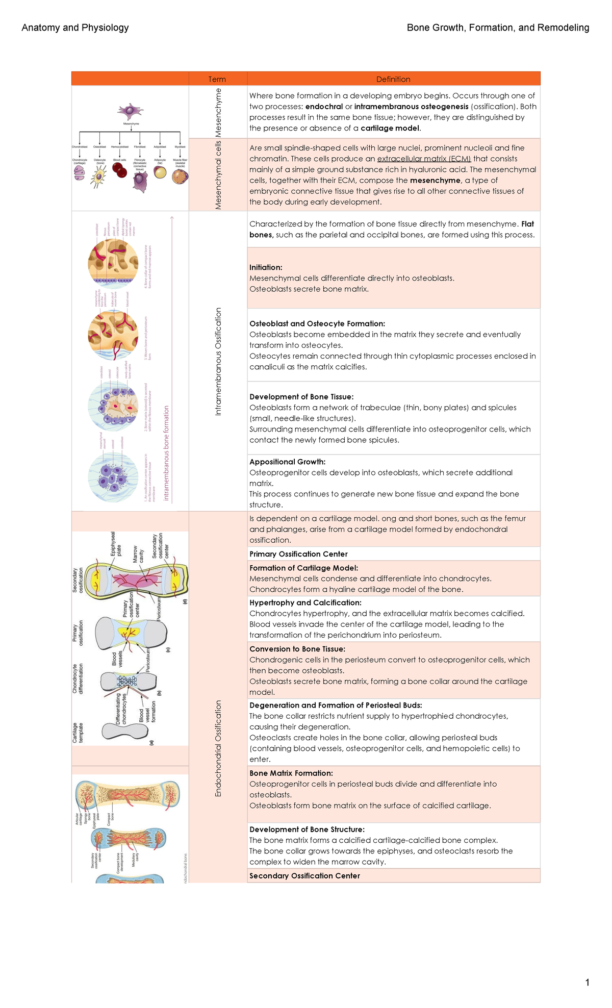 Anatomy and Physiology - Bone Growth, Formation, and Remodeling ...