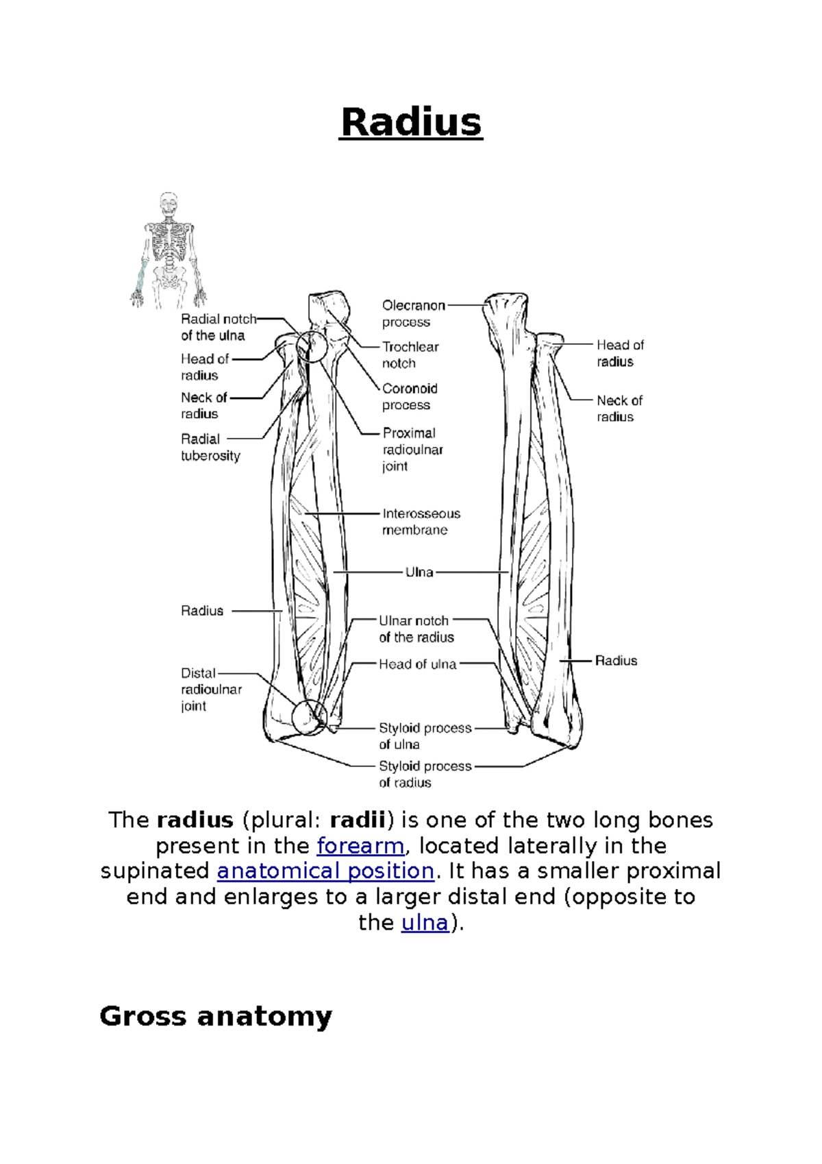 Forearm Bones Radius Radius The radius (plural radii) is one of