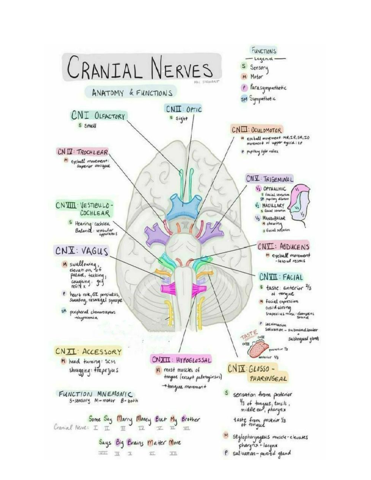 Cranial Nerves - ANAT-210 - Studocu