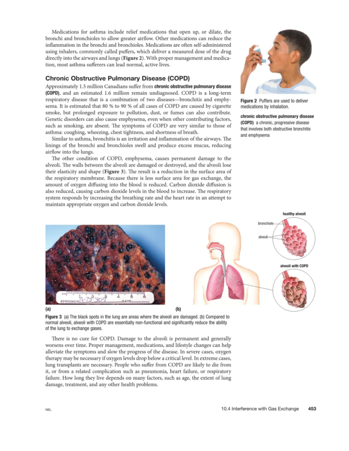 453 nelson textbook page Biology 11end of chapter questions - Studocu