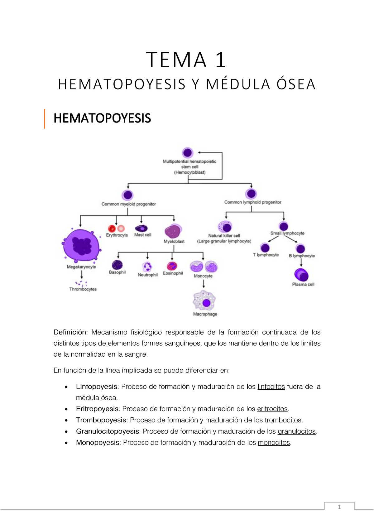 HistologÍa Tema 1 Hematopoyesis Y Médula ósea Sangre Y Sistema Inmune Tema 1 8494