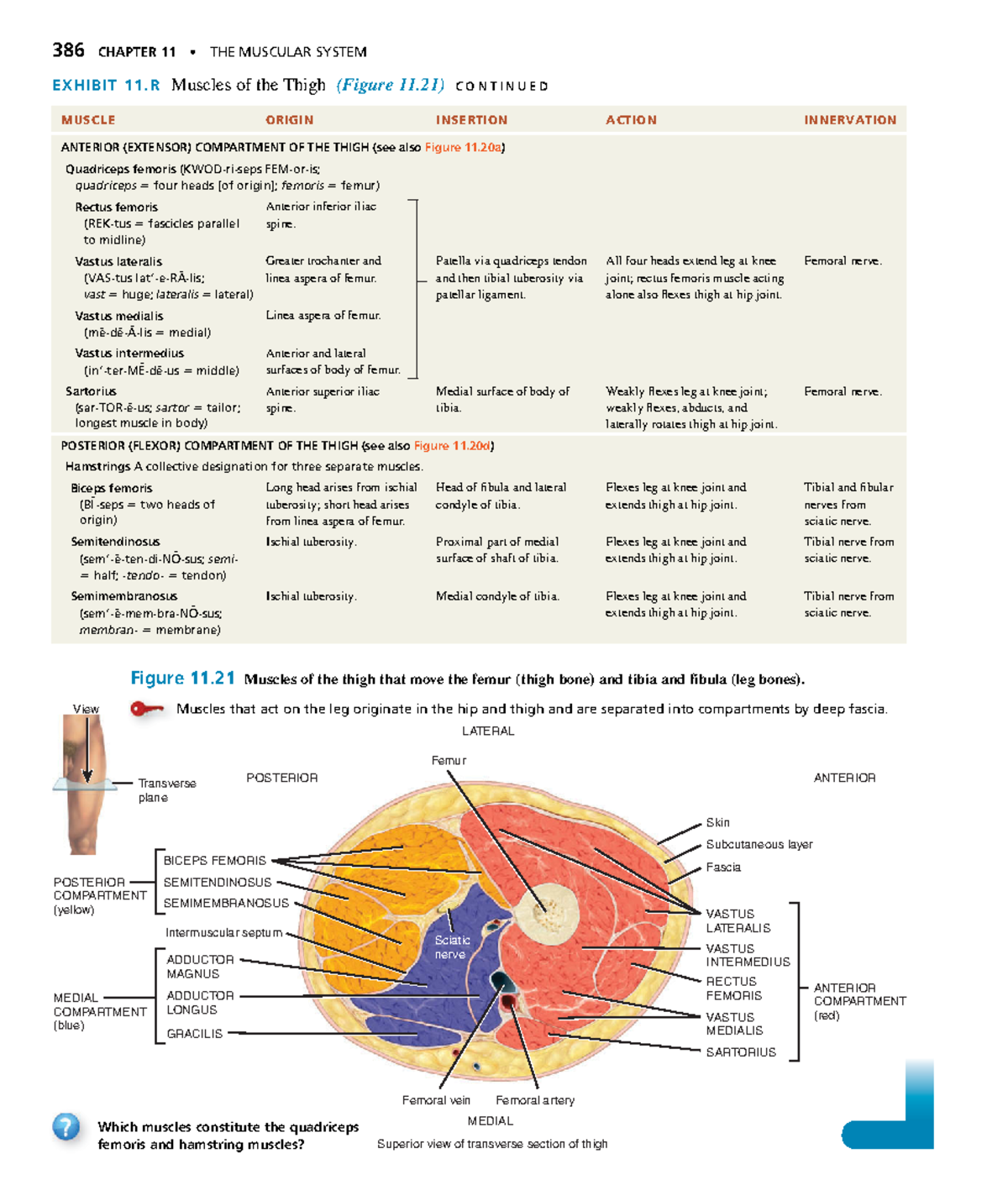 Anatomyand Physiology-140 - 386 CHAPTER 11 • THE MUSCULAR SYSTEM MUSCLE ...