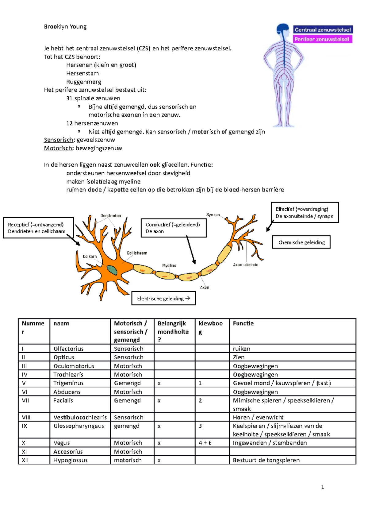 Anatomie Samenvatting - Je Hebt Het Centraal Zenuwstelsel (CZS) En Het ...