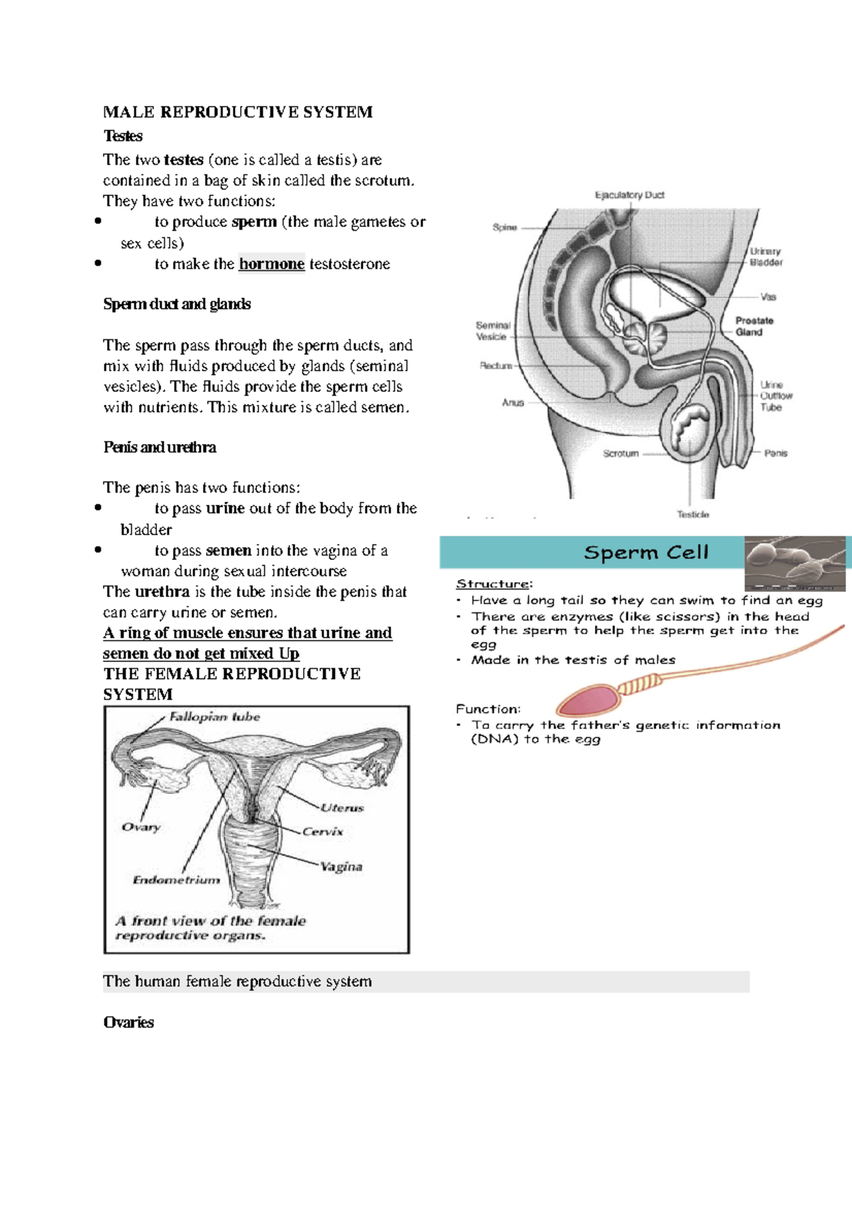 Human Reproductive Study Guide Anatomy Notes - MALE REPRODUCTIVE SYSTEM ...