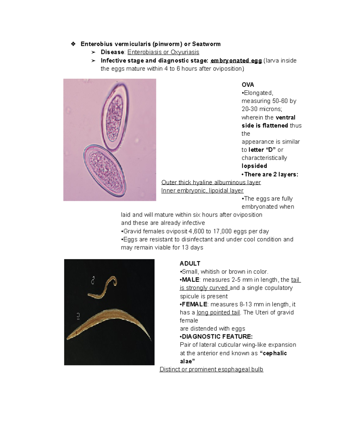 Enterobius Vermicularis (pinworm) Or Seatworm - •MALE : Measures 2-5 Mm ...