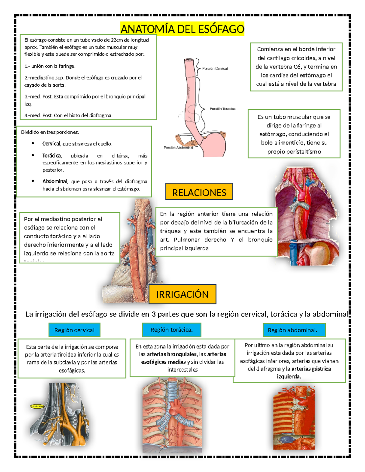 Anatomía DEL Esófago bety - ANATOMÍA DEL ESÓFAGO . Comienza en el borde ...
