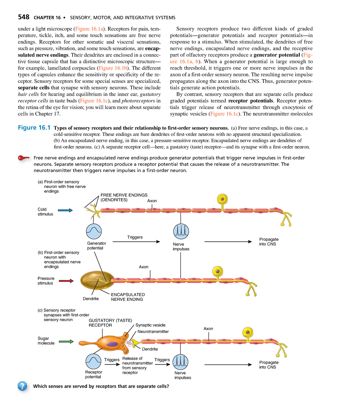 Anatomyand Physiology-194 - 548 CHAPTER 16 • SENSORY, MOTOR, AND ...