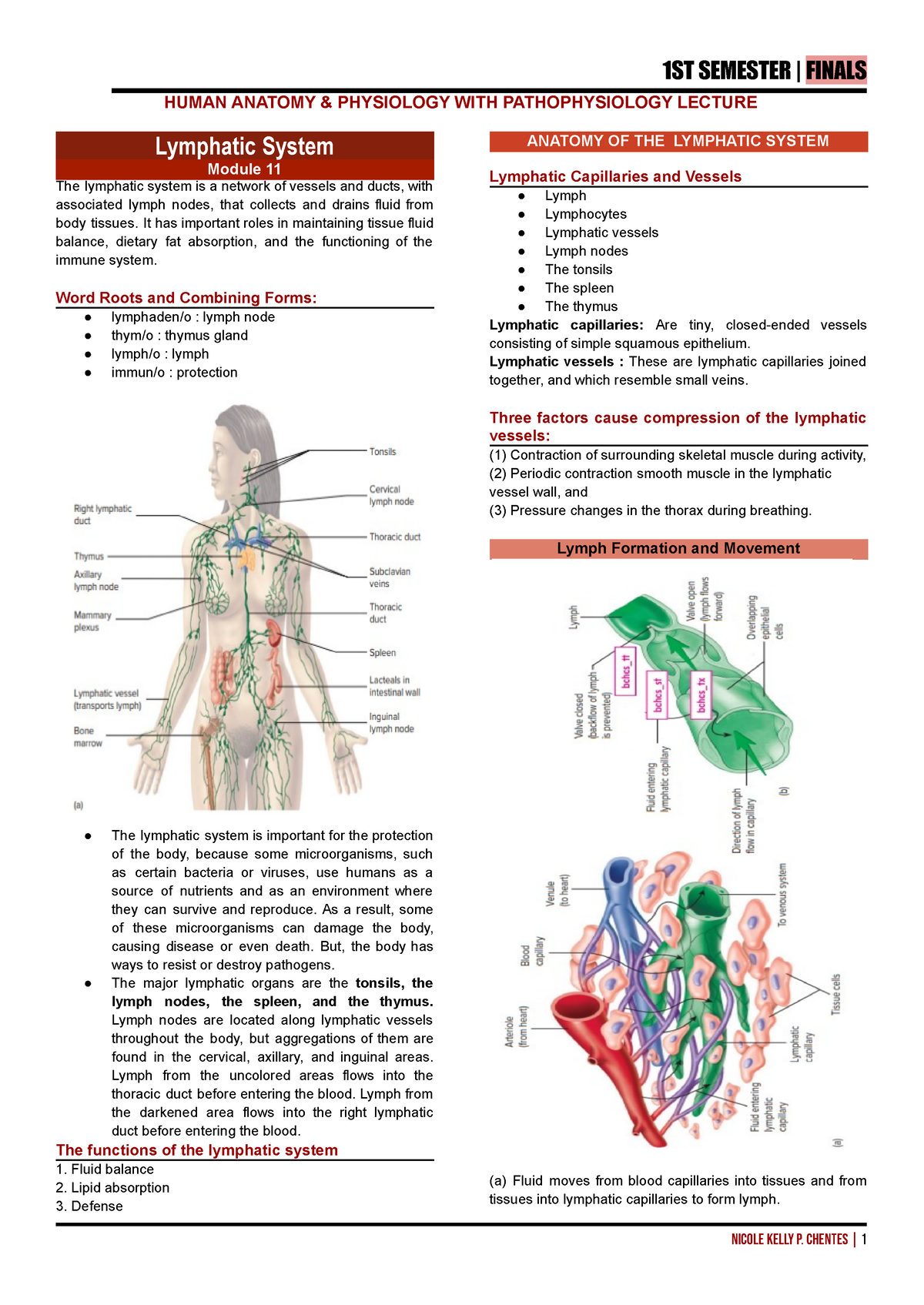 Finals - Compilation of notes during anaphy lectures - HUMAN ANATOMY ...