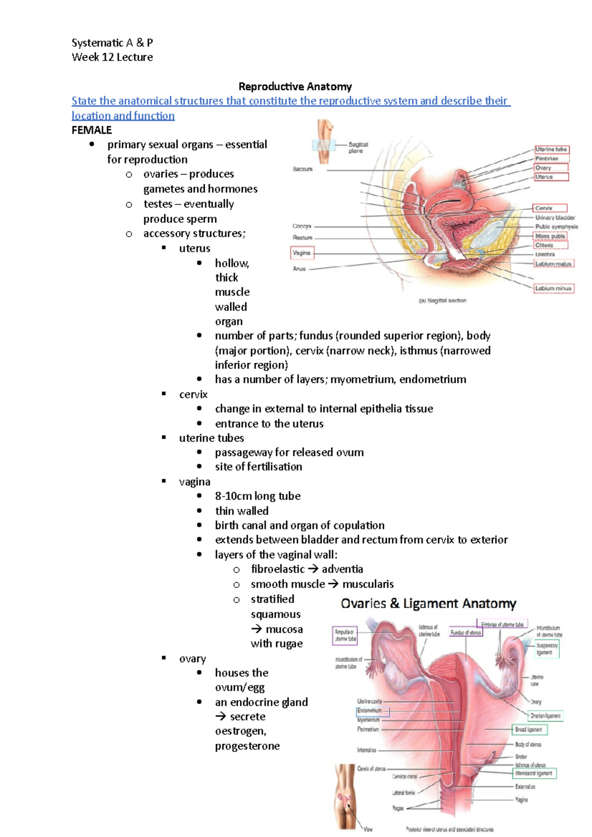 Sap wk 12 lect - Week 12 Lecture Reproductive Anatomy State the ...