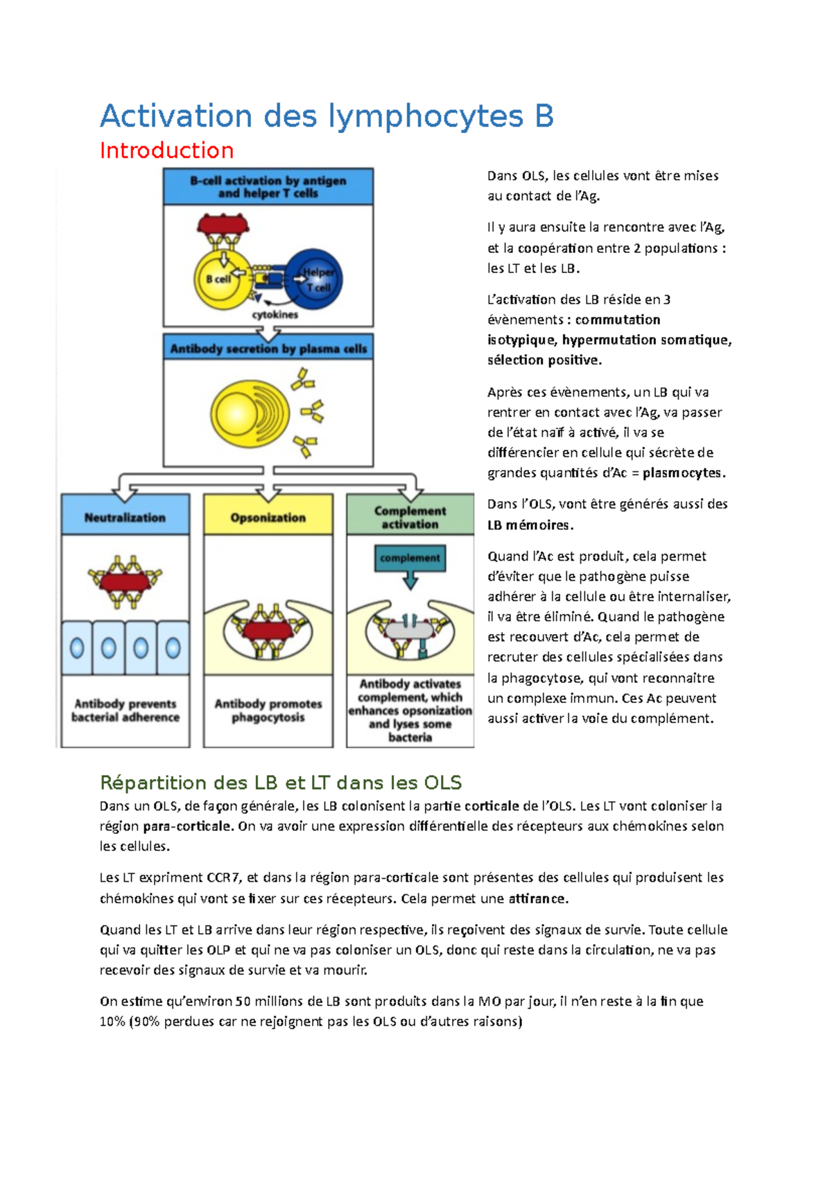 Immunologie - Activation Des Lymphocytes B - Activation Des Lymphocytes ...