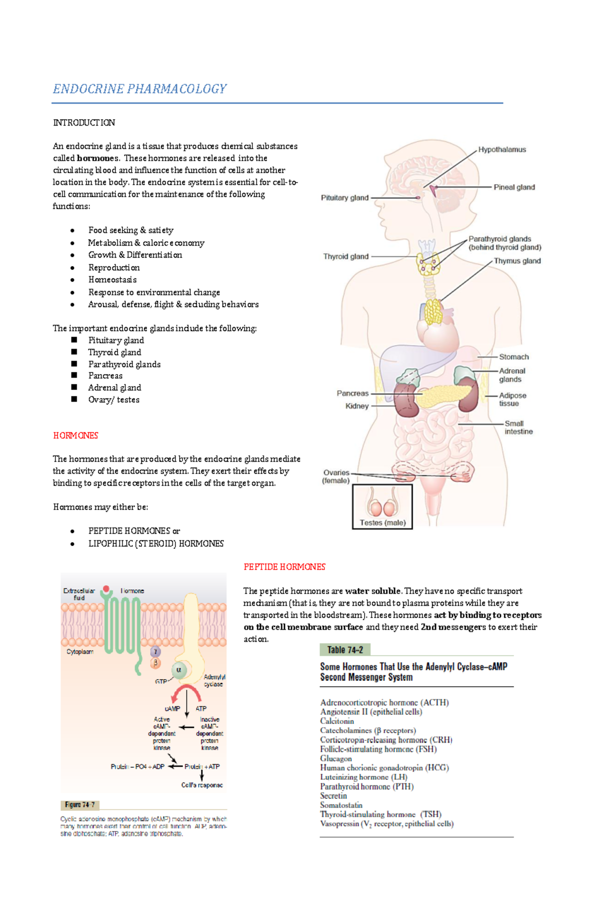 Endocrine Pharmacology - ENDOCRINE PHARMACOLOGY INTRODUCTION An ...