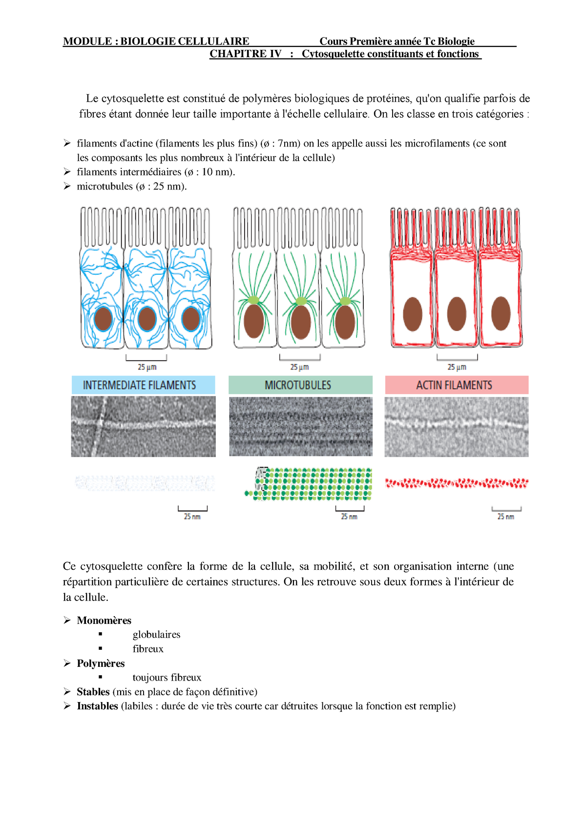 4 Le Cytosquelette Constituants Et Fonctions Chapitreiv