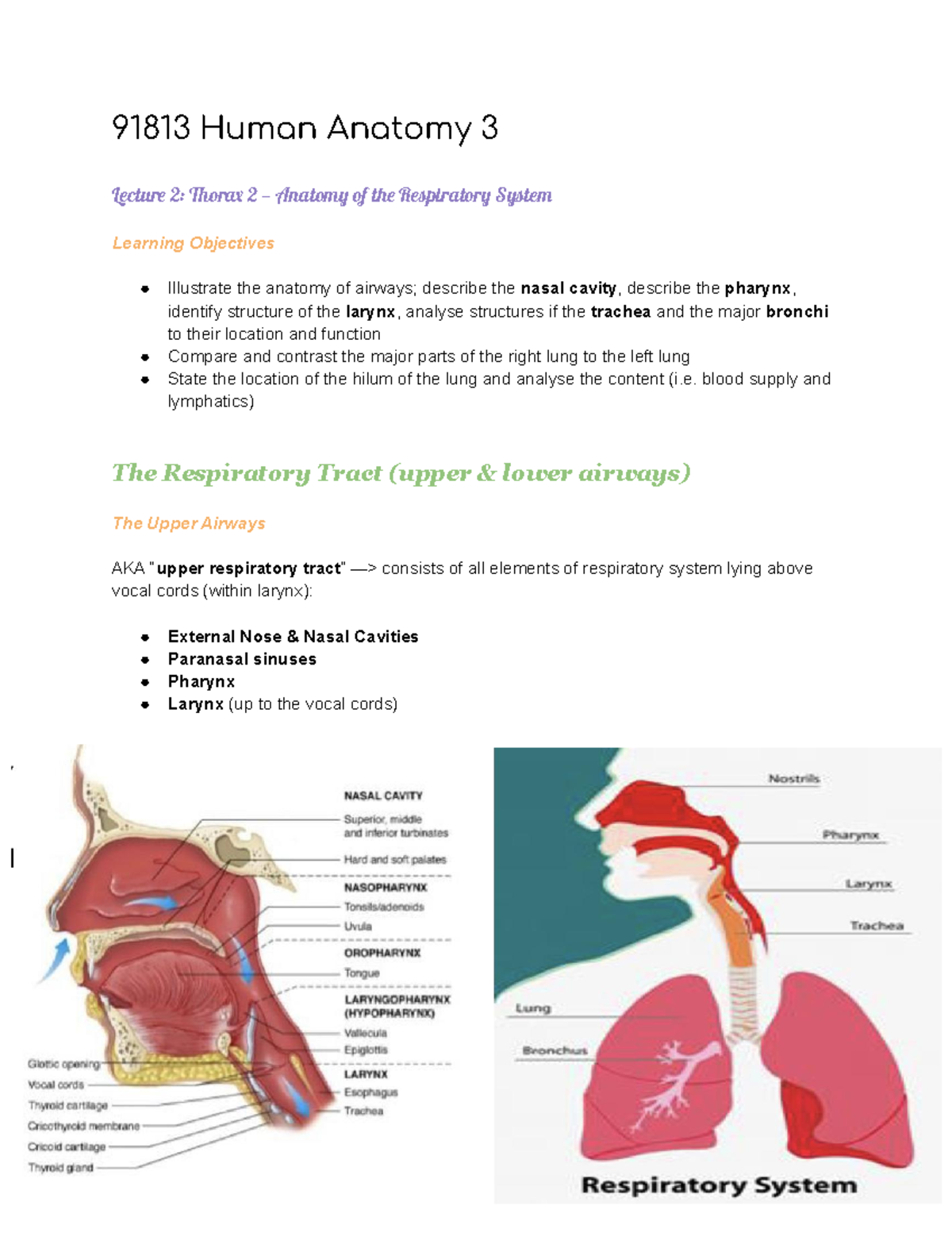 Human Anatomy 3 notes - 91813 Human Anatomy 3 Lectur 2: or 2 — Anatom ...