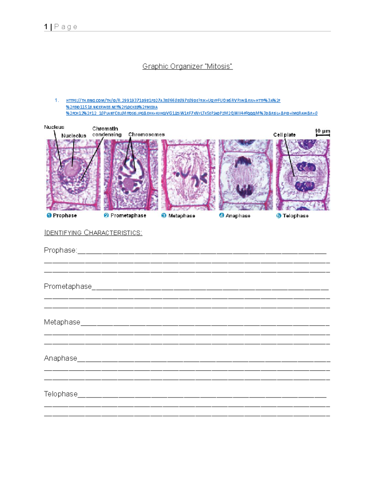 D093 CFA2 Student Organizer - Graphic Organizer “Mitosis” 1. HTTPS:TH ...