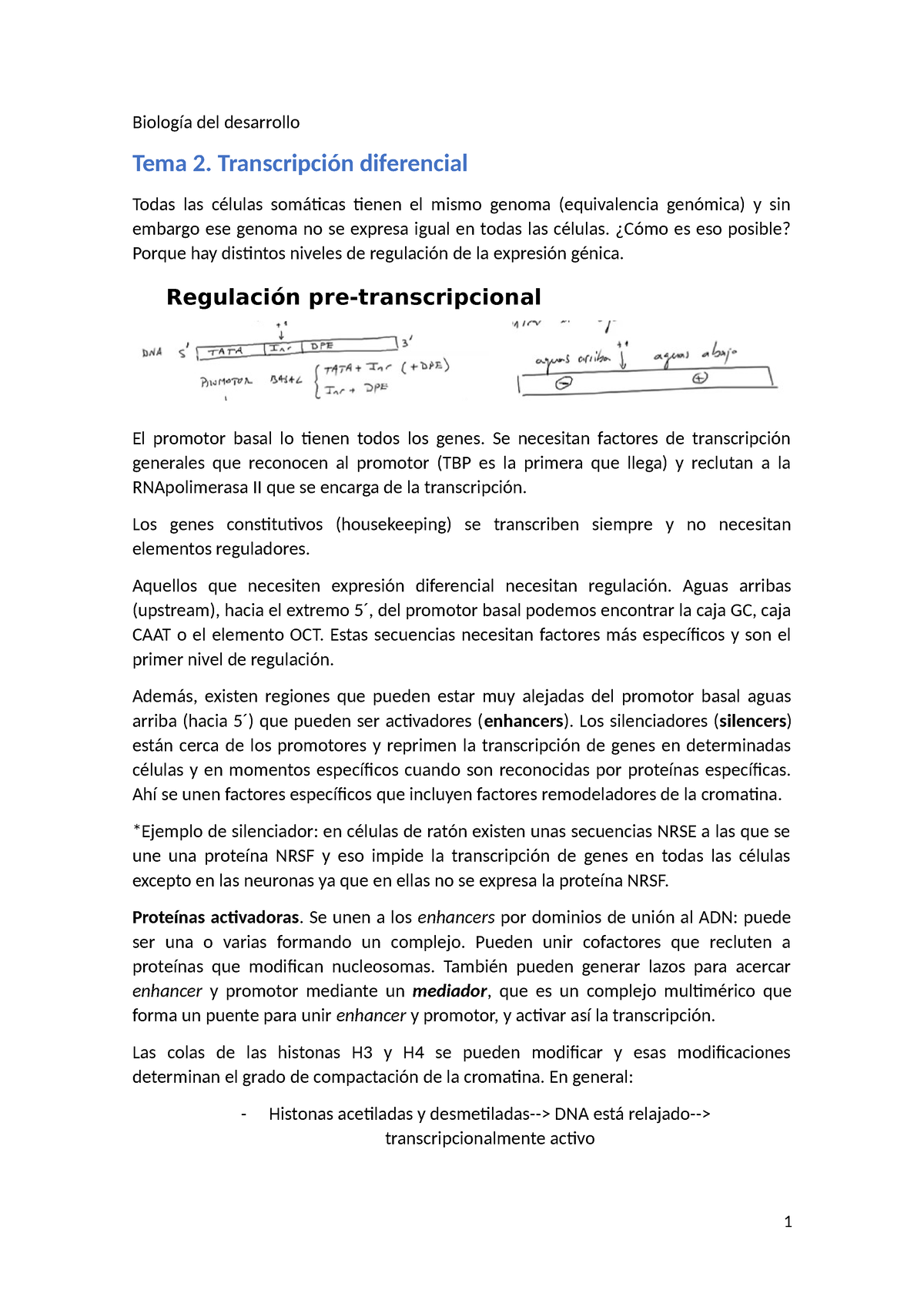 Biología del desarrollo - Biología del desarrollo Tema 2. Transcripción ...