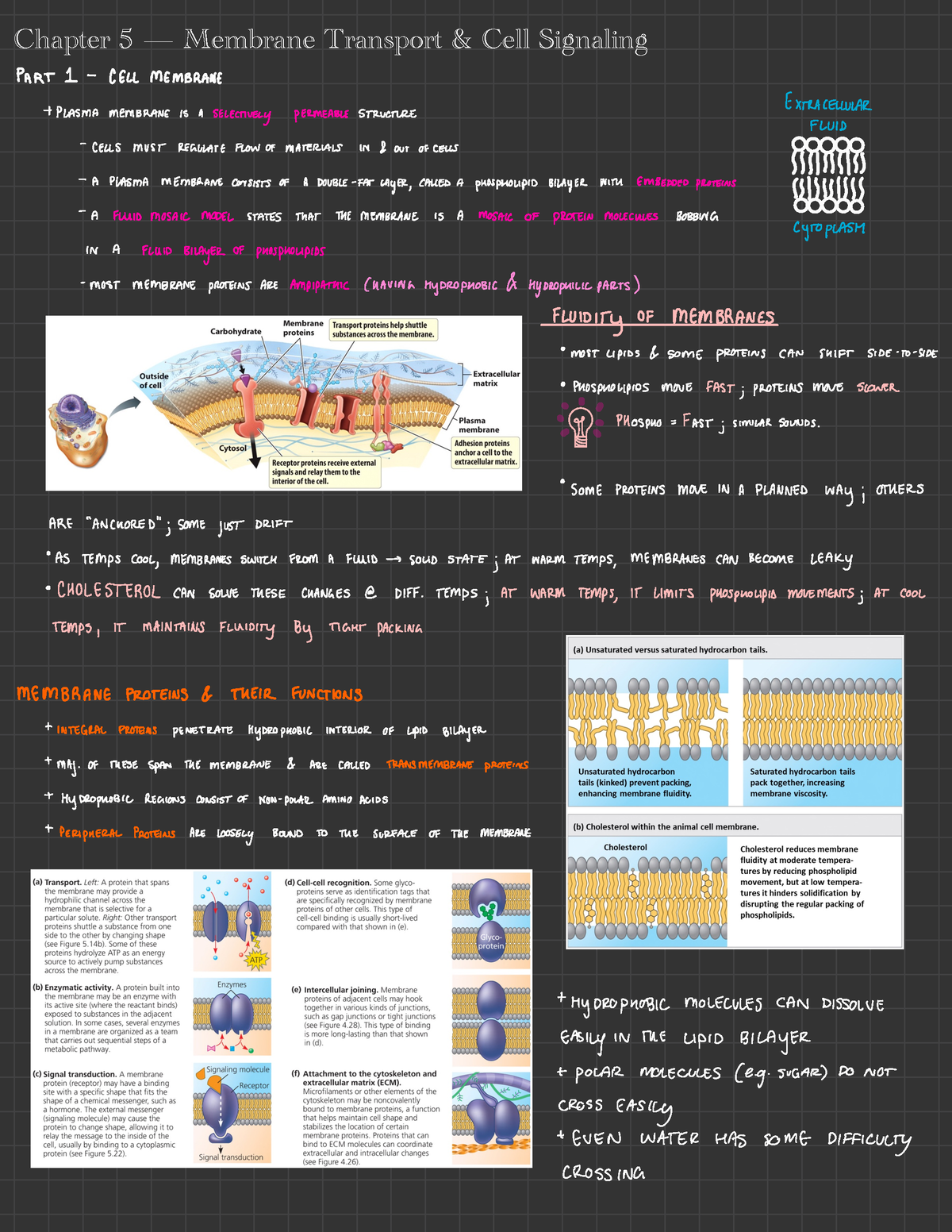 Chapter 5 - Membrane Transport And Cell Signaling - Chapter 5 ...