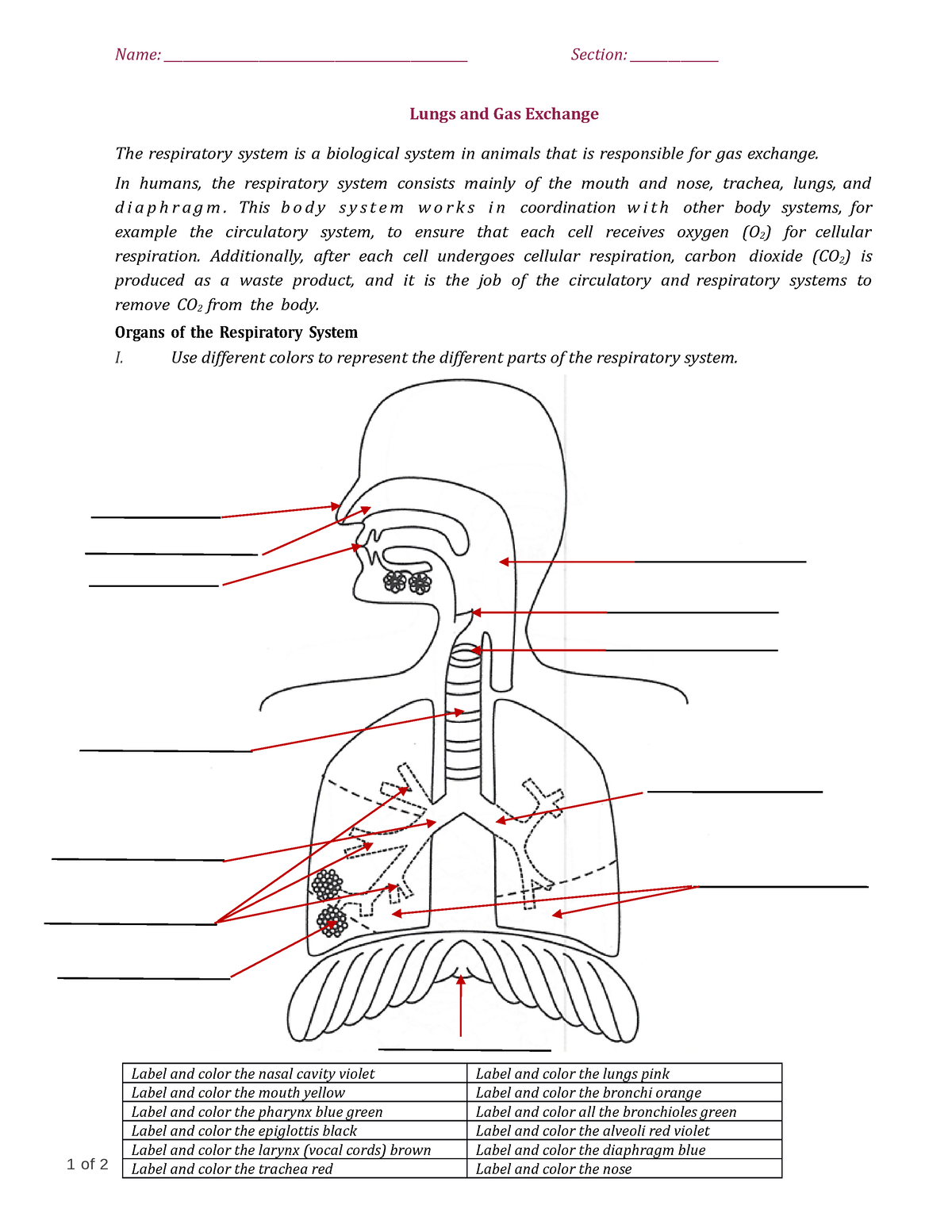 Lungs and Gas Exchange Activity - Interactive - Name: - Studocu