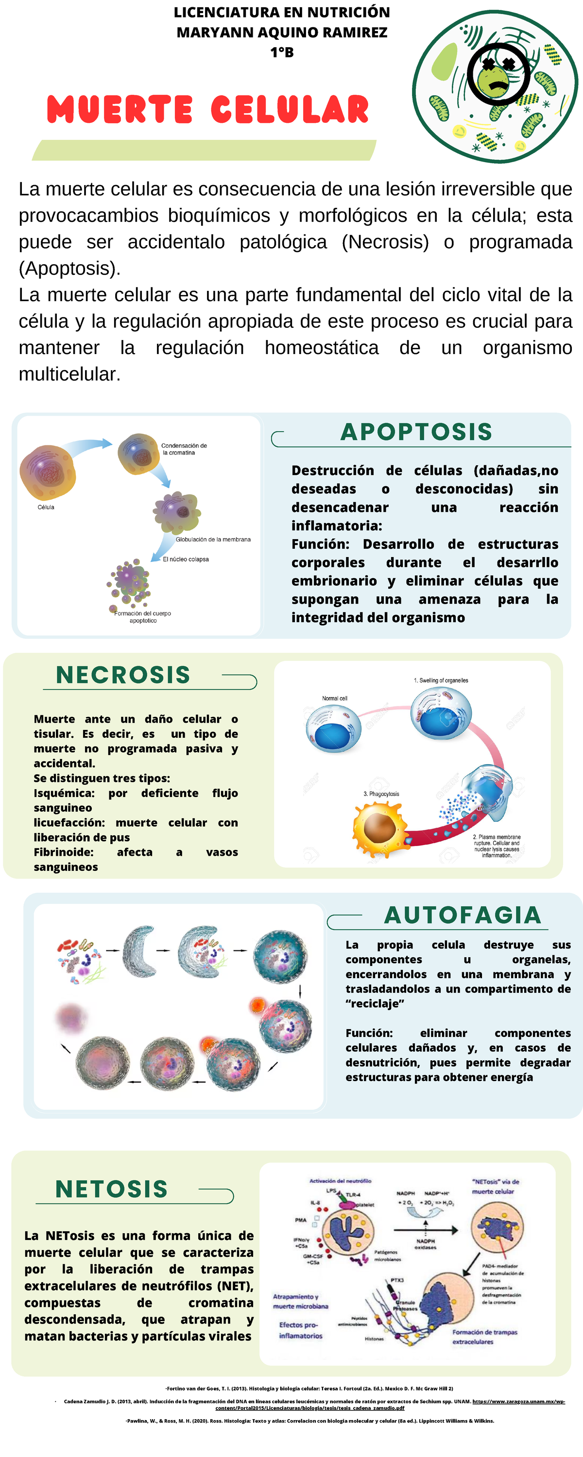 Infografía Biología- Tipos De Muerte Celular - MUERTE CELULAR APOPTOSIS ...