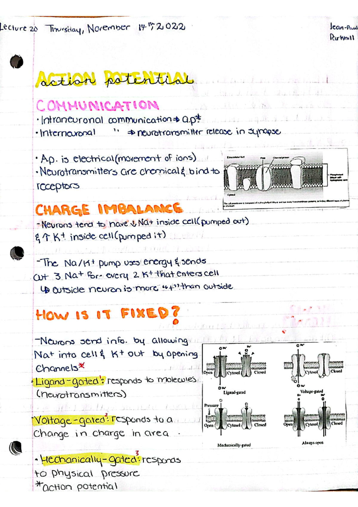 Actionpotential bionotes - 101-901-RE - Studocu