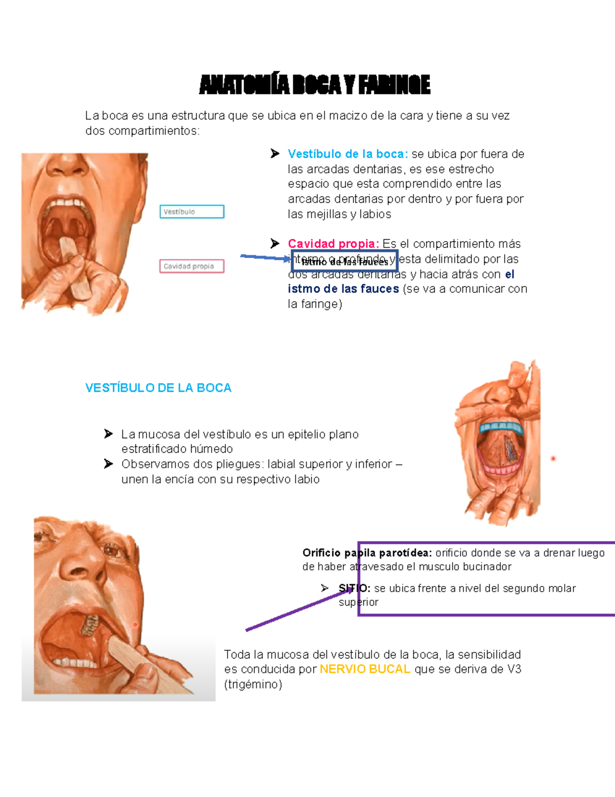 Anatomía BOCA Y Faringe con LEBA