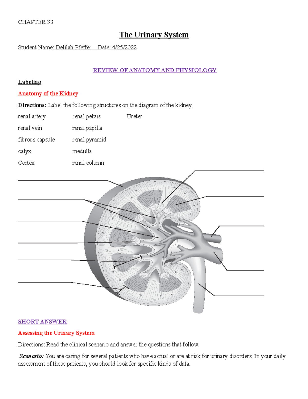 203 Chapter 33 study guide - CHAPTER 33 The Urinary System Student Name ...