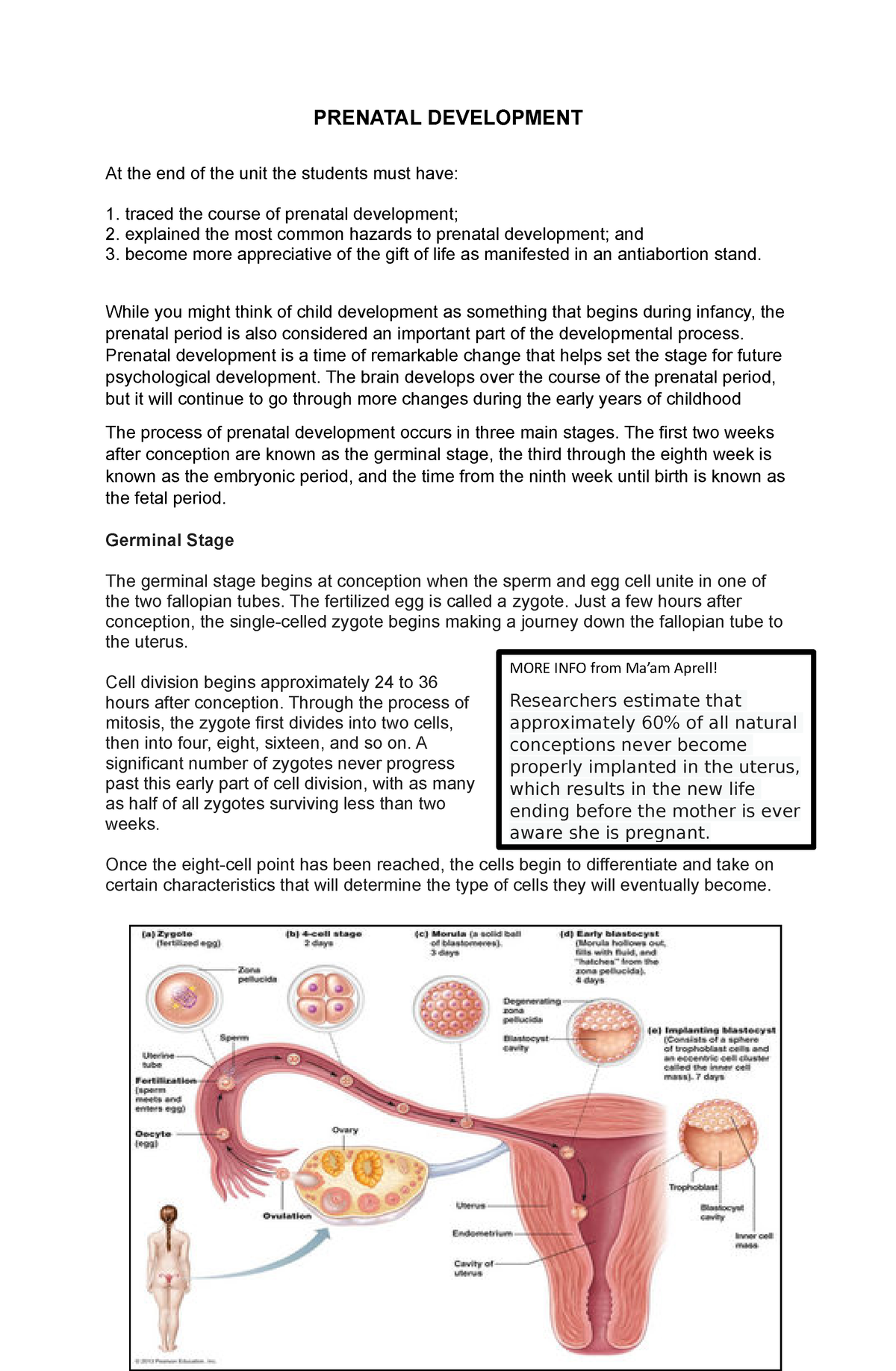 Prenatal Development - Prenatal Development At The End Of The Unit The 