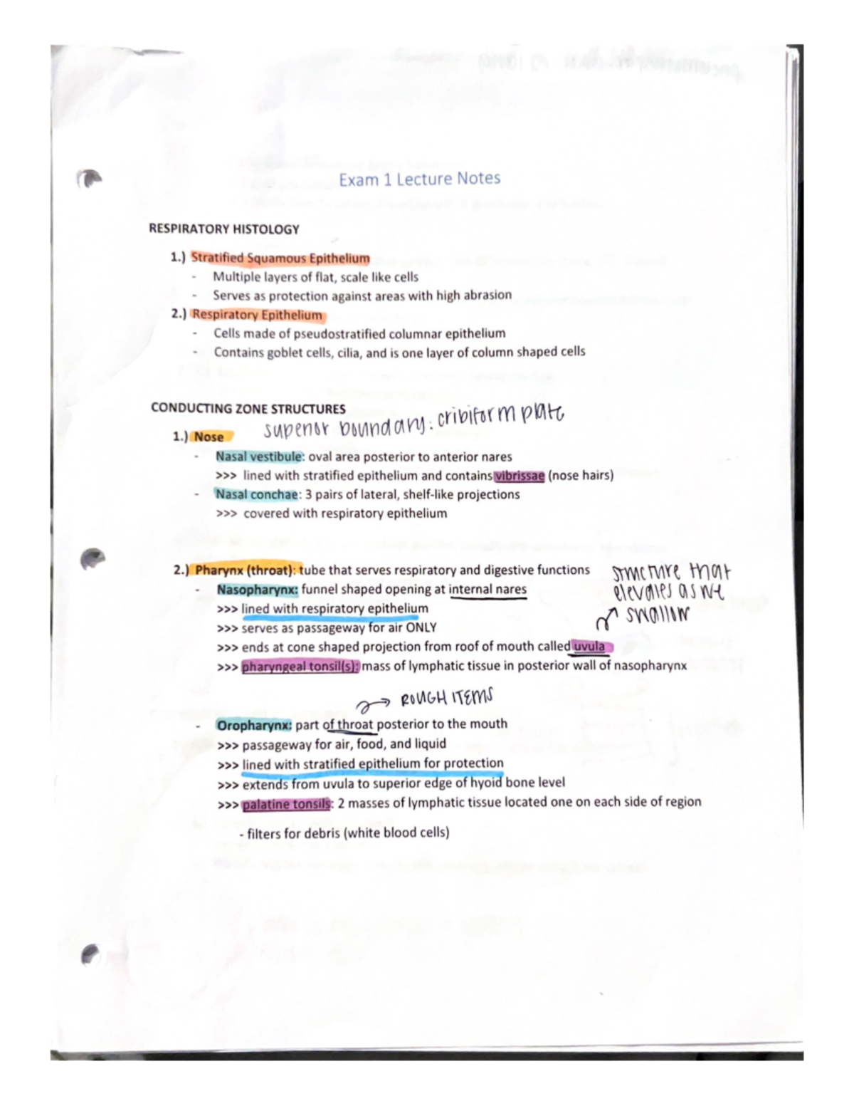 Anatomy and Physiology II Exam 1 Lecture Notes - HSCI 2021 - Studocu