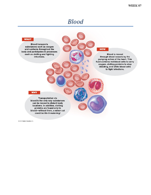 Chapter 14 The Digestive System - Chapter 14 : The Digestive System and ...