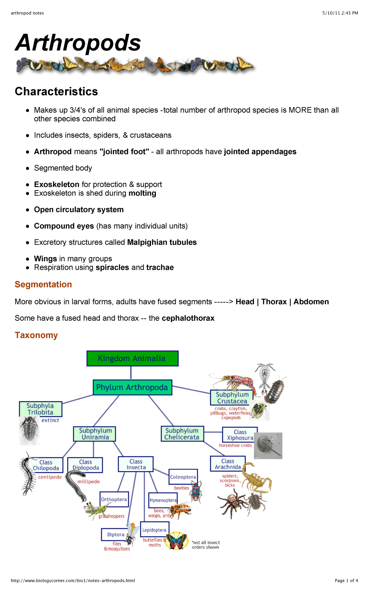 Arthropod Notes Arthropods Characteristics Makes Up 34s Of All