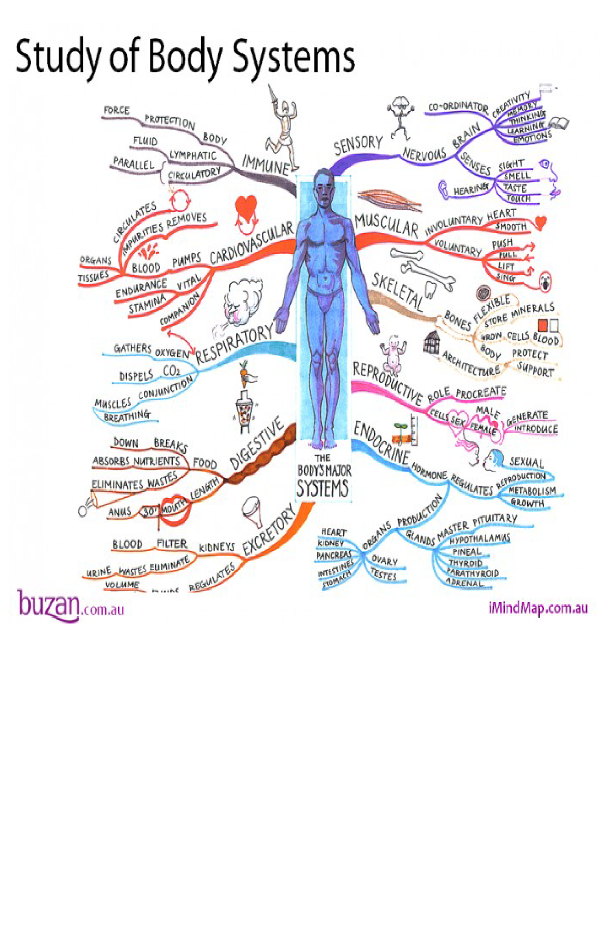 Human BODY Systems - notes - Biology - Studocu