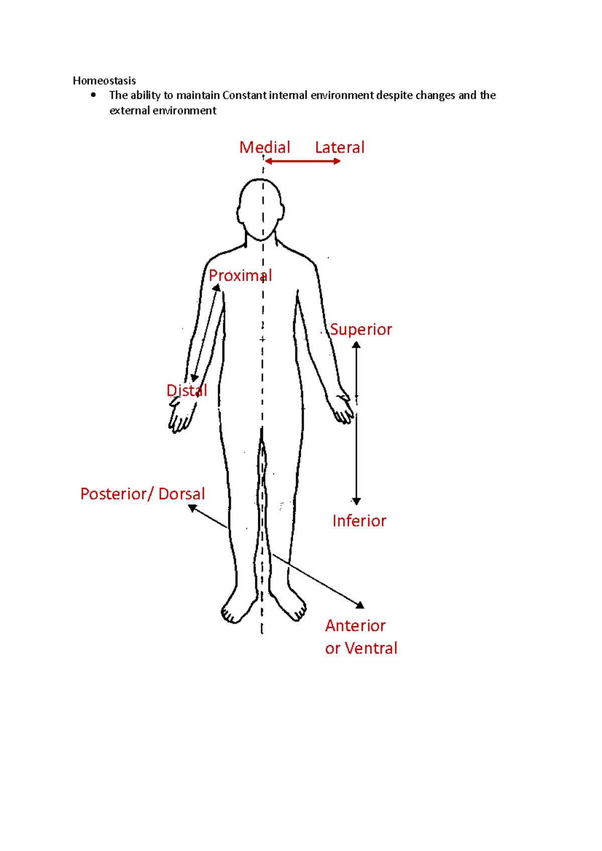 Topic 1 Homeostasis - Homeostasis The ability to maintain Constant ...