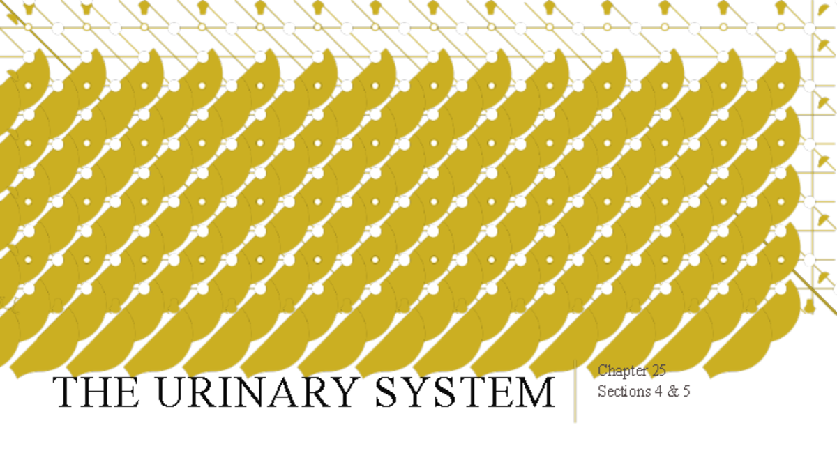 Ch. 25 B - Lecture Notes - THE URINARY SYSTEM Chapter 25 Sections 4 & 5 ...