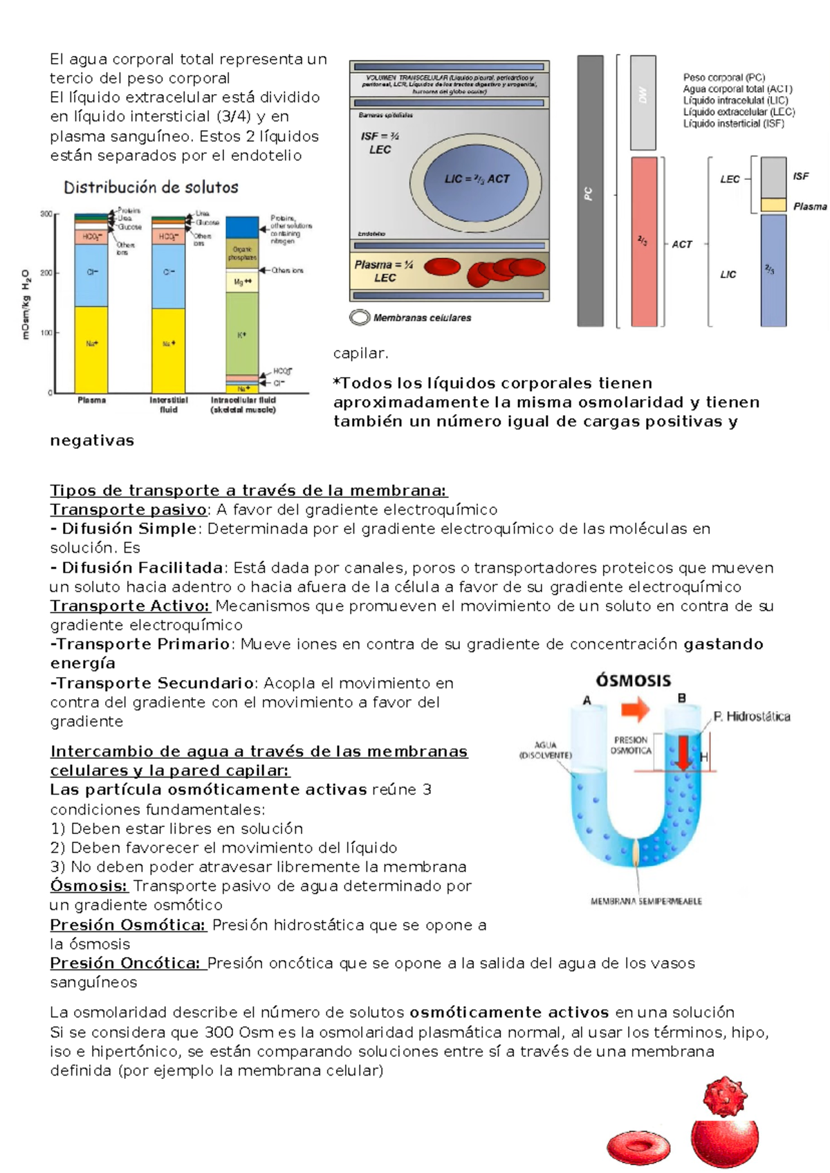 Regulación del Medio Interno del cuerpo humano - El agua corporal total ...