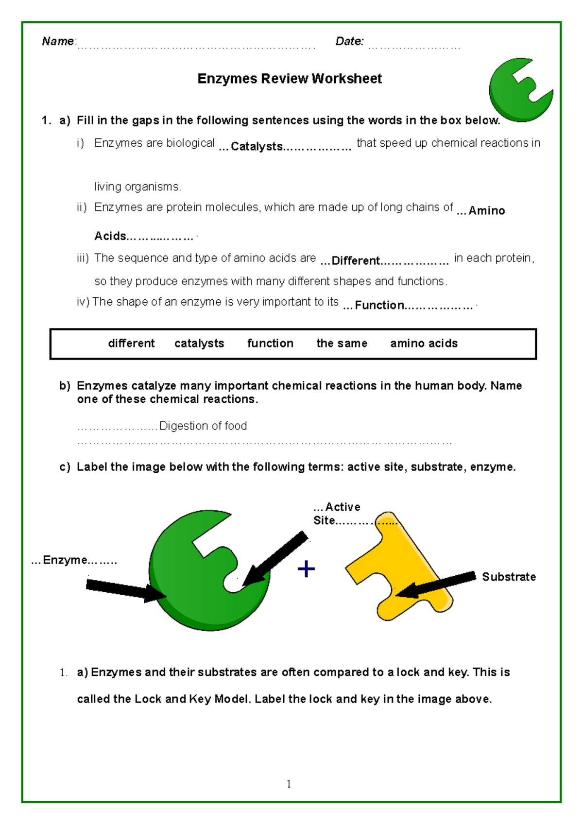 Enzymes review activity key - Enzymes Review Worksheet a) Fill in the ...