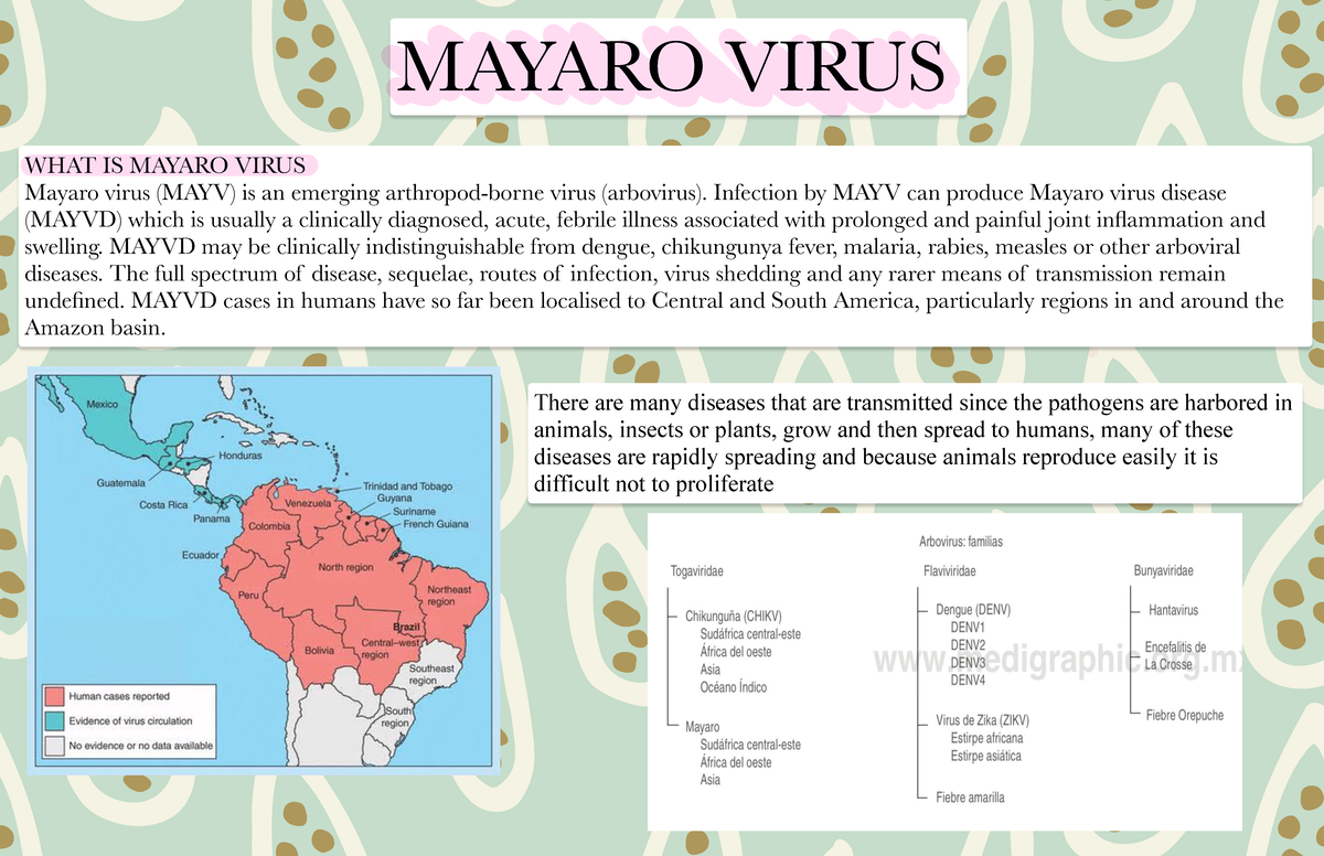 Mayarovirus Investigación Mayaro Virus What Is Mayaro Virus Mayaro