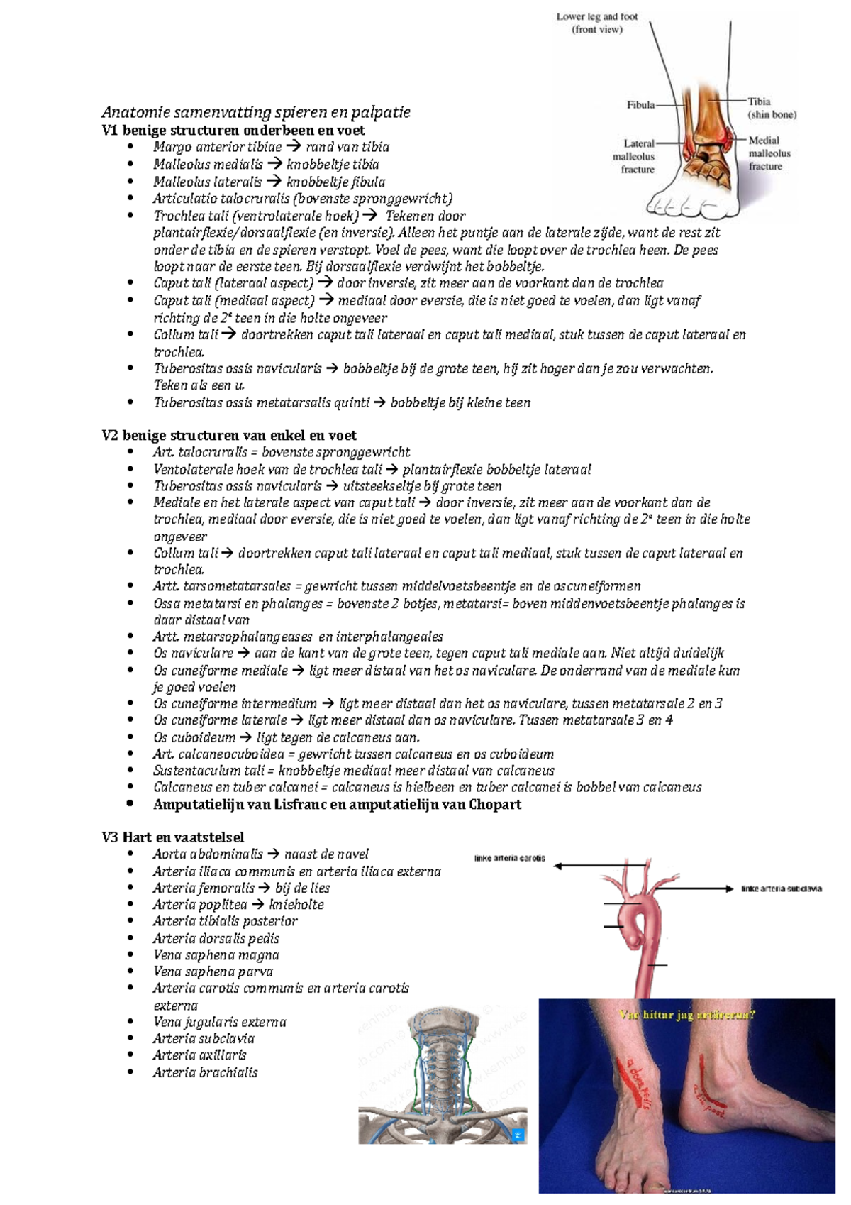 ANA Sv BLOK B - Samenvatting Anatomie In Vivo Van Het Bewegingsapparaat ...